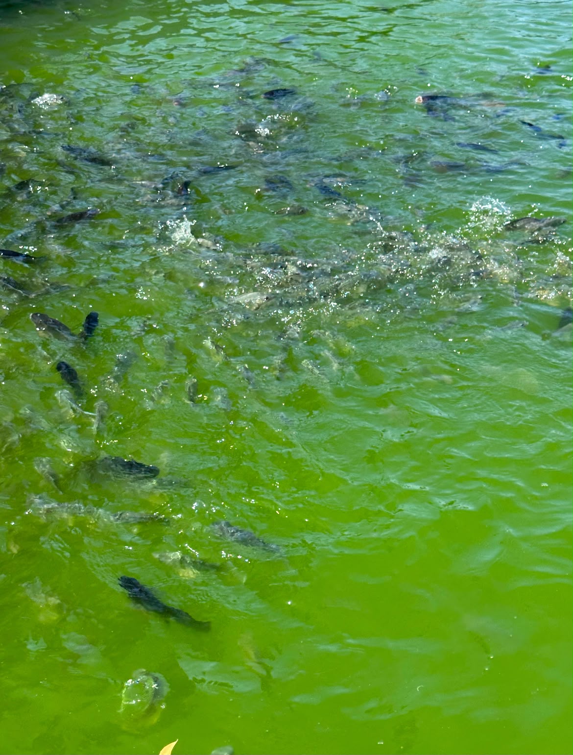 Fish feeding at the water surface of a farm pond