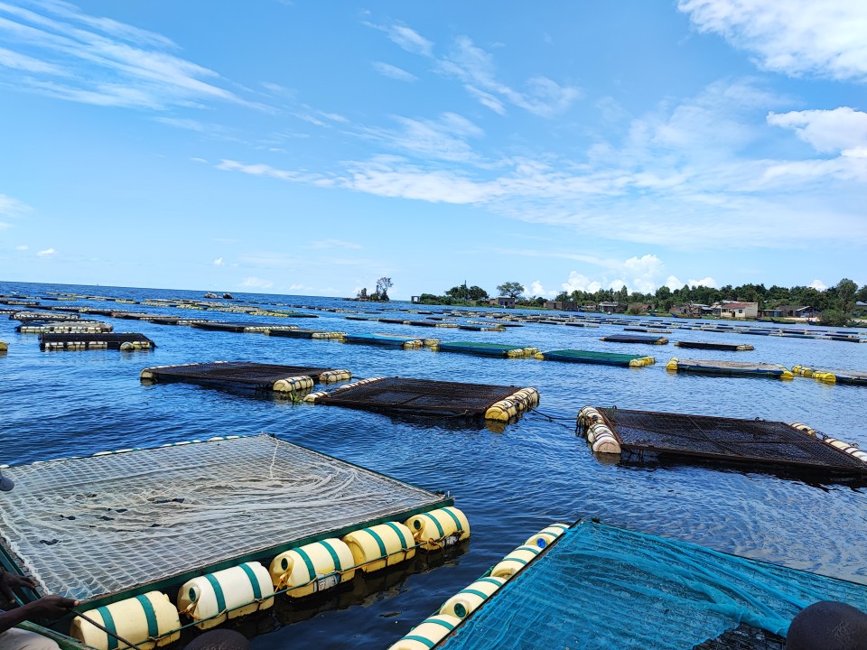 Thousands of aquaculture cages on Lake Victoria, Kenya